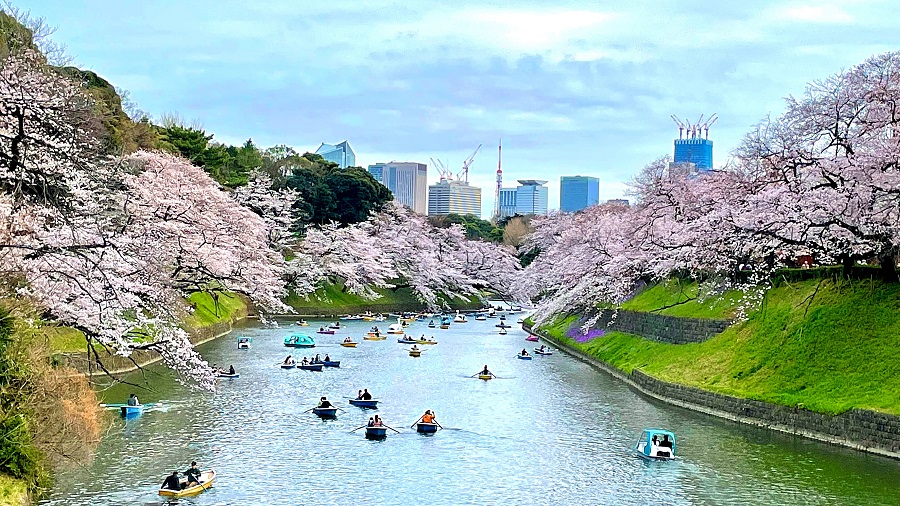 2022年花見シーズン3月27日「さくらの日」コロナ前と比較した全国お花見スポットの人流の回復度合いを調査<br> 東京井の頭公園周辺はコロナ前と比べて83%まで回復 2022年花見シーズン3月27日「さくらの日」コロナ前と比較した全国お花見スポットの人流の回復度合いを調査<br> 東京井の頭公園周辺はコロナ前と比べて83%まで回復