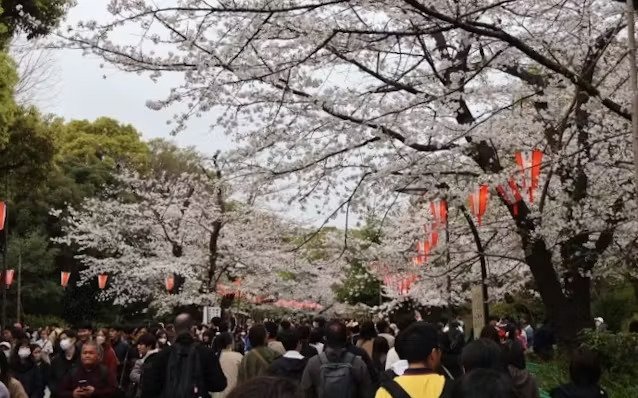 日本経済新聞 朝刊/電子版に掲載されました(2024年の花見人流)