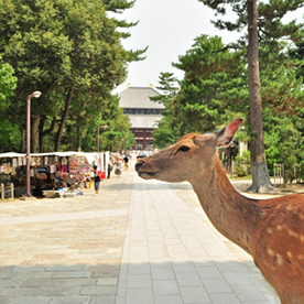 奈良駅周辺の人流データ - 毎日更新｜AI解析で見る奈良県の最新人流トレンド